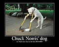 Click image for larger version

Name:	ChuckNorrisdog.jpg
Views:	241
Size:	88.2 KB
ID:	224185