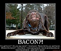 Click image for larger version

Name:	bacon-bacon-demotivational-poster-1258591129.jpg
Views:	84
Size:	85.6 KB
ID:	224324